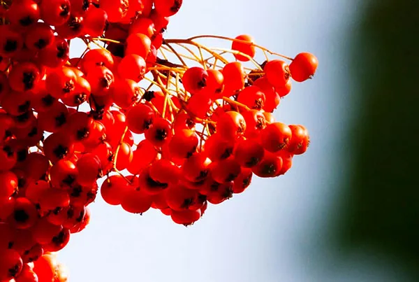 Seabuckthorn