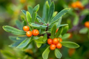 Seabuckthorn